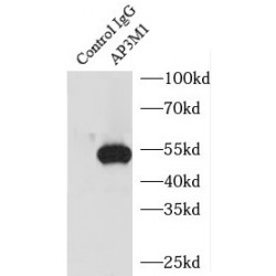 AP-3 Complex Subunit Mu-1 (AP3M1) Antibody