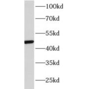 WB analysis of NIH/3T3 cells, using AP3M1 antibody (1/400 dilution).