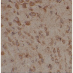 AP-3 Complex Subunit Mu-2 (AP3M2) Antibody