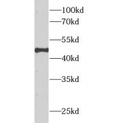 WB analysis of human testis tissue, using APOH antibody (1/1000 dilution).