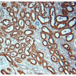 Aquaporin 1 (AQP1) Antibody