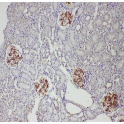 Aquaporin 4 (AQP4) Antibody