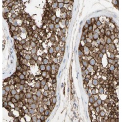 Archain 1 (ARCN1) Antibody