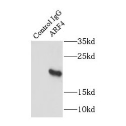ADP-Ribosylation Factor 4 (ARF4) Antibody
