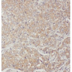 ADP-Ribosylation Factor 5 (ARF5) Antibody