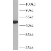 WB analysis of PC-3 cells, using ARFGAP1 antibody (1/1000 dilution).