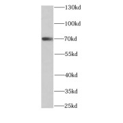 abx230551