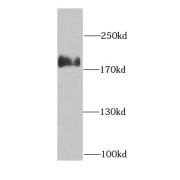 abx230553