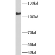 WB analysis of HEK-293 cells, using ARHGEF1 antibody (1/1000 dilution).