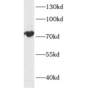 abx230562