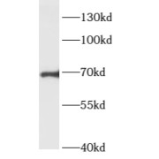abx230564