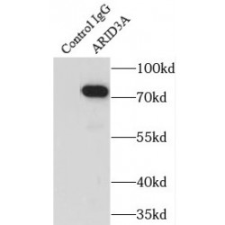 AT-Rich Interactive Domain Containing Protein 3A (ARID3A) Antibody