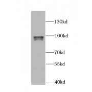 WB analysis of K-562 cells, using ARID3A antibody (1/1000 dilution).