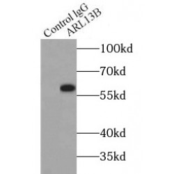 ADP-Ribosylation Factor-Like 13B (ARL13B) Antibody