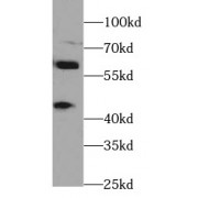 WB analysis of Transfected HEK-293 cells, using ARL13B antibody (1/1000 dilution).