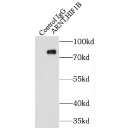 ARNT,HIF1B Antibody