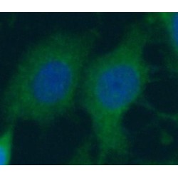 Actin-Related Protein 2/3 Complex Subunit 5-Like Protein (ARPC5L) Antibody
