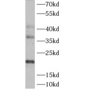 WB analysis of HeLa cells, using ASF1A antibody (1/600 dilution).