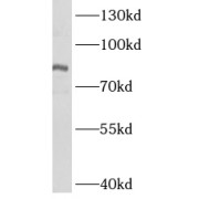 WB analysis of COS-7 cells, using ASH2L antibody (1/1000 dilution).