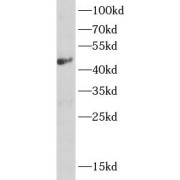WB analysis of mouse liver tissue, using ASL antibody (1/500 dilution).