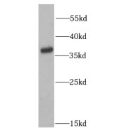 WB analysis of mouse kidney tissue, using ATG3 antibody (1/1000 dilution).