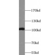 WB analysis of mouse heart tissue, using ATP1A1 antibody (1/1000 dilution).