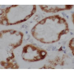 ATP1A1-Specific Antibody