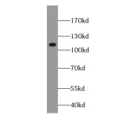 WB analysis of HeLa cells, using ATP1A1 antibody (1/2000 dilution).