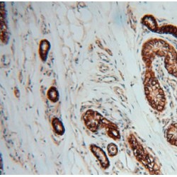 Sodium/Potassium-Transporting ATPase Subunit Alpha 2 (ATP1A2) Antibody