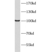 WB analysis of HEK-293 cells, using ATP1A2 antibody (1/1200 dilution).