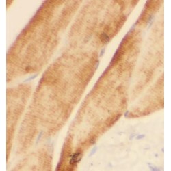 ATP1A2-Specific Antibody