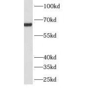 WB analysis of mouse kidney tissue, using ATP6V1A antibody (1/500 dilution).
