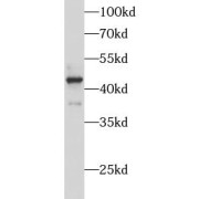 WB analysis of NIH/3T3 cells, using ATP6V1C1 antibody (1/500 dilution).