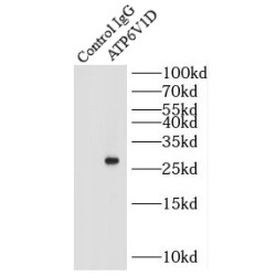 V-Type Proton ATPase Subunit D (ATP6V1D) Antibody