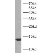 WB analysis of MCF7 cells, using ATP6V1F antibody (1/1000 dilution).