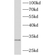 WB analysis of HEK-293 cells, using ATPAF2 antibody (1/500 dilution).