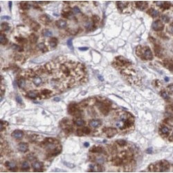 Autotaxin (ATX) Antibody