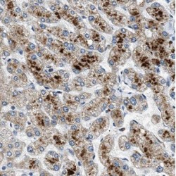 Bile Acid-CoA:amino Acid N-Acyltransferase (BAAT) Antibody