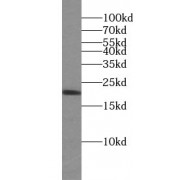 WB analysis of HEK-293 cells, using BAX antibody (1/1000 dilution).