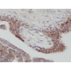 Bcl2 Associated X Protein (BAX) Antibody