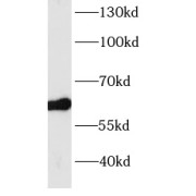 WB analysis of HEK-293 cells, using BBS4 antibody (1/500 dilution).