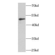 abx230832