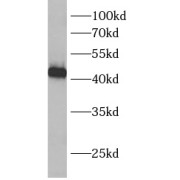 WB analysis of HEK-293 cells, using BCKDHB antibody (1/600 dilution).