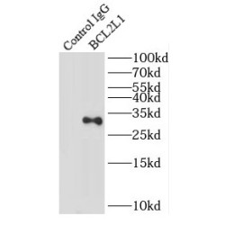 Bcl-2-Like Protein 1 (BCL2L1) Antibody