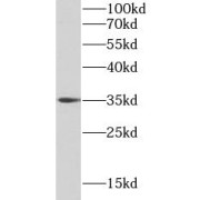 WB analysis of Raw 264.7 cells, using Bcl-xL antibody (1/20000 dilution).