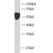 WB analysis of HEK-293 cells, using BCL3 antibody (1/600 dilution).