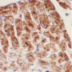 BEN Domain-Containing Protein 4 (BEND4) Antibody