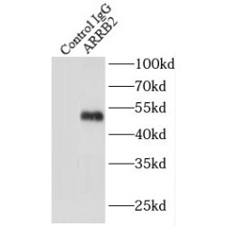 Beta Arrestin 2 (ARRB2) Antibody