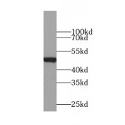 Western blot of HeLa cell lysate, using Tubulin-Beta Antibody (1/1000 dilution).