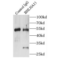 Class A Basic Helix-Loop-Helix Protein 15 (BHLHA15) Antibody